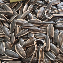 Sunflower Seeds Manufacturer with High Quality